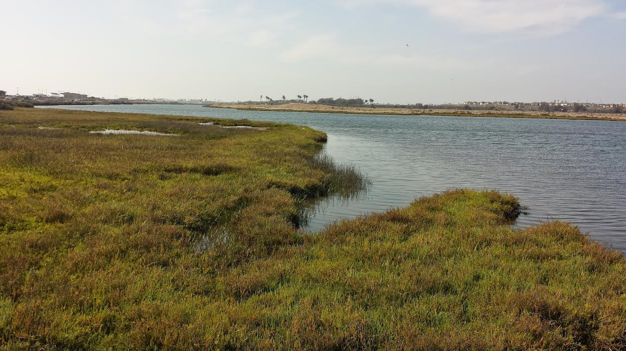 bolsa-chica-wetlands-la-trail-hikers