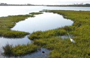 A Great Egret stalks his prey in the pickle weed in the Bolsa Chica Wetlands of Huntington Beach. Photo by: SAM GANGWER, ORANGE COUNTY REGISTER -