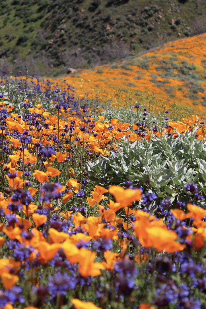 California Poppy Hike - LA Trail Hikers